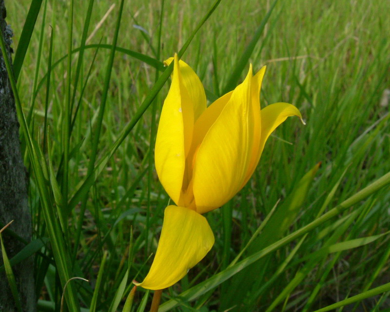 Tulipa sylvestris / Tulipano dei campi